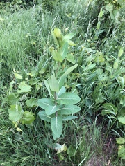 Apocynum cannabinum