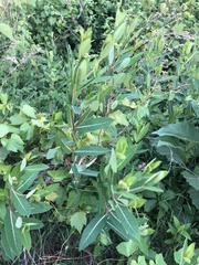 Apocynum cannabinum