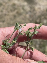 Carlowrightia texana