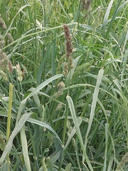 Dactylis glomerata