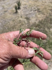 Carlowrightia texana