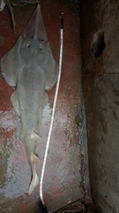 Glaucostegus younholeei