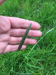Alopecurus pratensis
