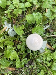 Agrocybe molesta