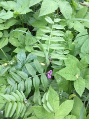 Vicia sepium