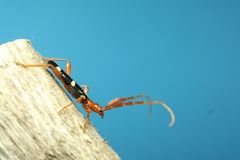 Achenoderus octomaculatus