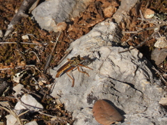Stenopogon costatus