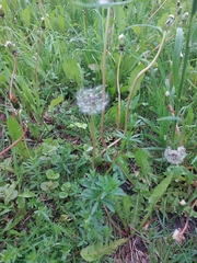 Taraxacum officinale