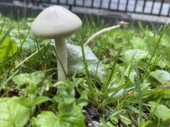 Agrocybe molesta
