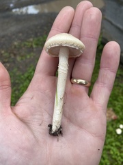 Agrocybe molesta