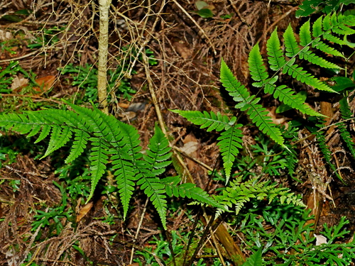 Athyrium arisanense (Athyrium arisanense)