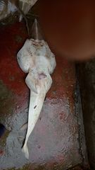 Glaucostegus younholeei