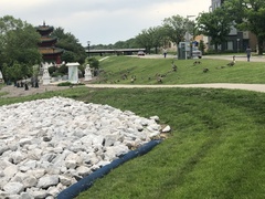 Branta canadensis