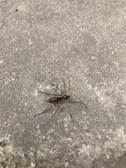 Ptychoptera contaminata