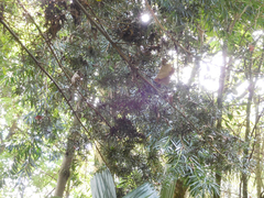 Podocarpus sprucei