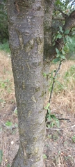 Prunus