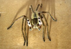 Cupiennius salei