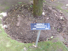 Podocarpus sprucei