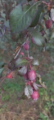 Prunus