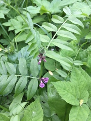 Vicia sepium