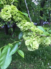 Ulmus