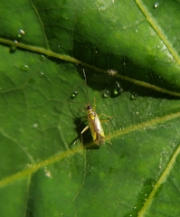 Campyloneura virgula