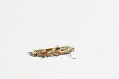 Phyllonorycter nipigon