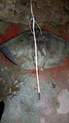 Gymnura poecilura