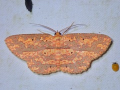 Borbacha altipardaria