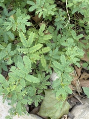 Neptunia triquetra