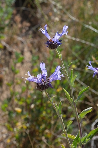 Image of Salvia clevelandii by (c) Madeleine Claire, some rights reserved (CC BY)