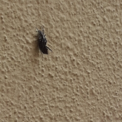 Menemerus bivittatus