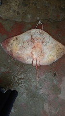 Gymnura poecilura