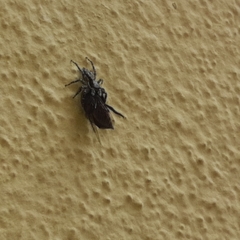 Menemerus bivittatus