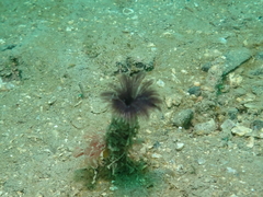 Acromegalomma vesiculosum