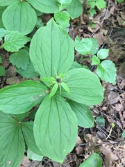 Paris quadrifolia