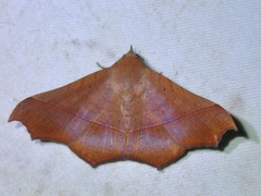 Chilkasa falcata
