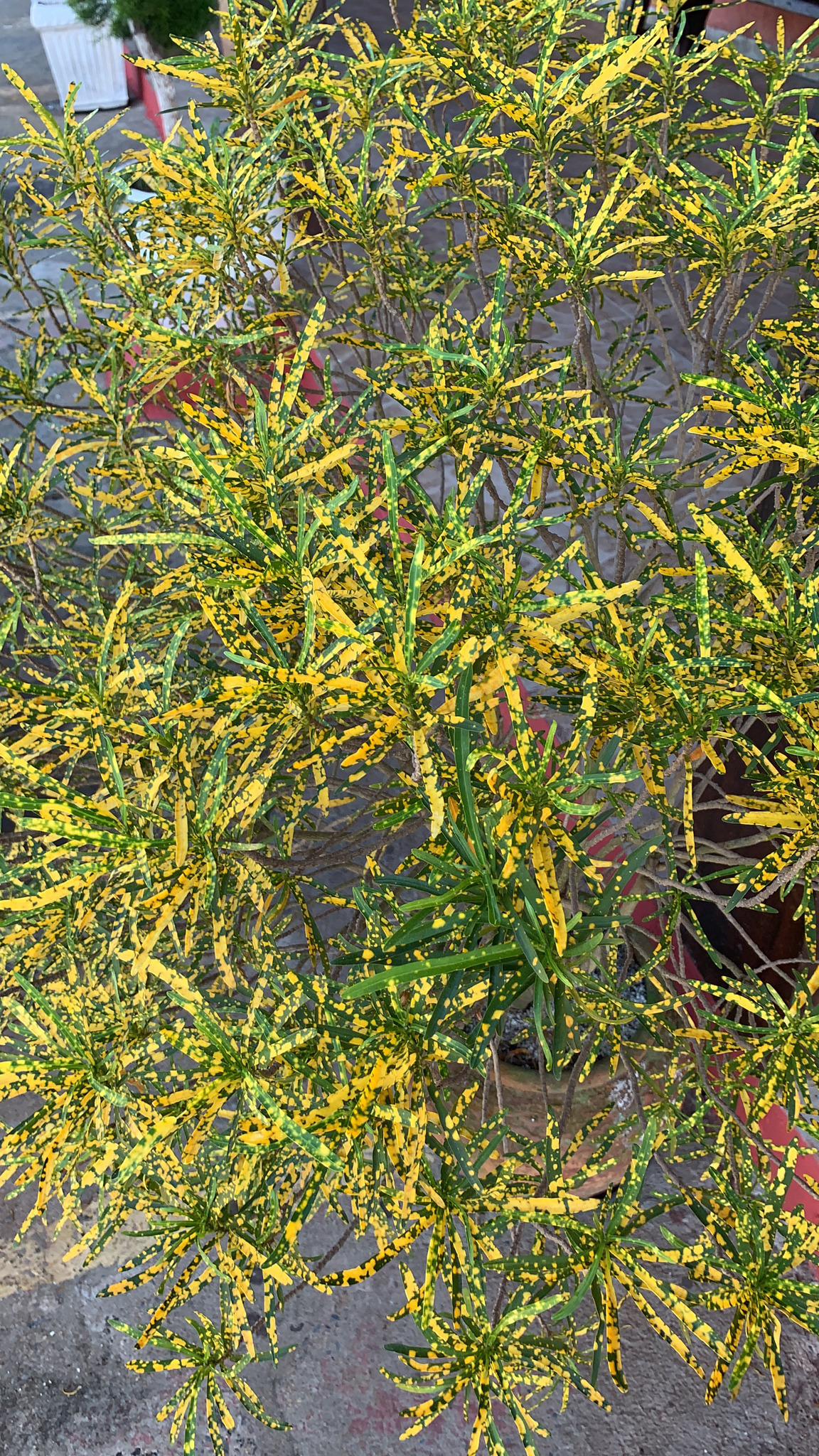 Codiaeum variegatum