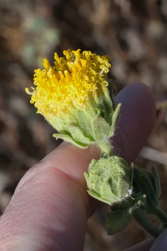 Image of Geraea viscida by (c) Madeleine Claire, some rights reserved (CC BY)