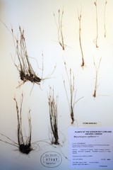 Rhynchospora capillacea