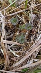 Thalictrum alpinum