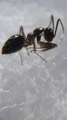 Prenolepis naoroji