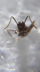 Prenolepis naoroji