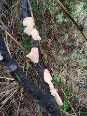 Aleurodiscus vitellinus