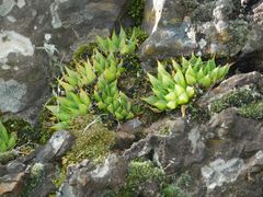 Haworthia mirabilis triebneriana