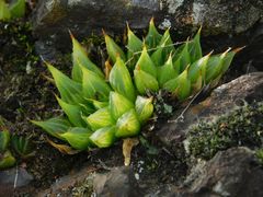 Haworthia mirabilis triebneriana