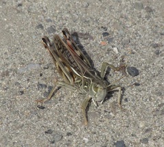 Arcyptera microptera