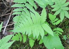 Phegopteris connectilis