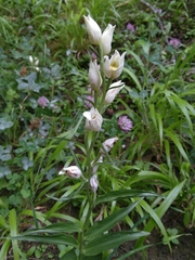 Cephalanthera