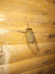 Orientopsaltria fuliginosa